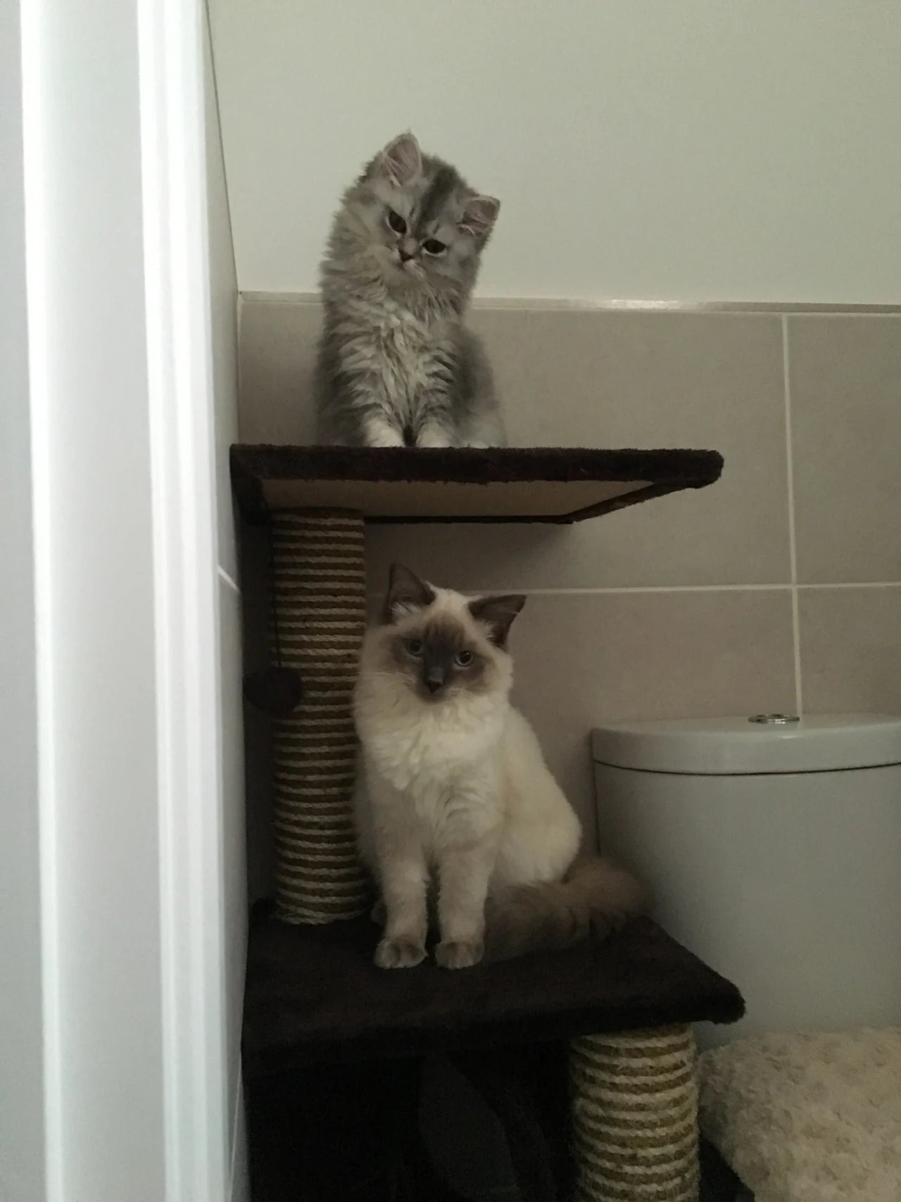 Original photograph: grey kitten and cream cat on a cat tree in a bathroom