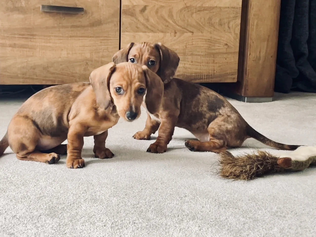 Original photograph: two reddish-brown mottled dachshund puppies beside wooden furniture