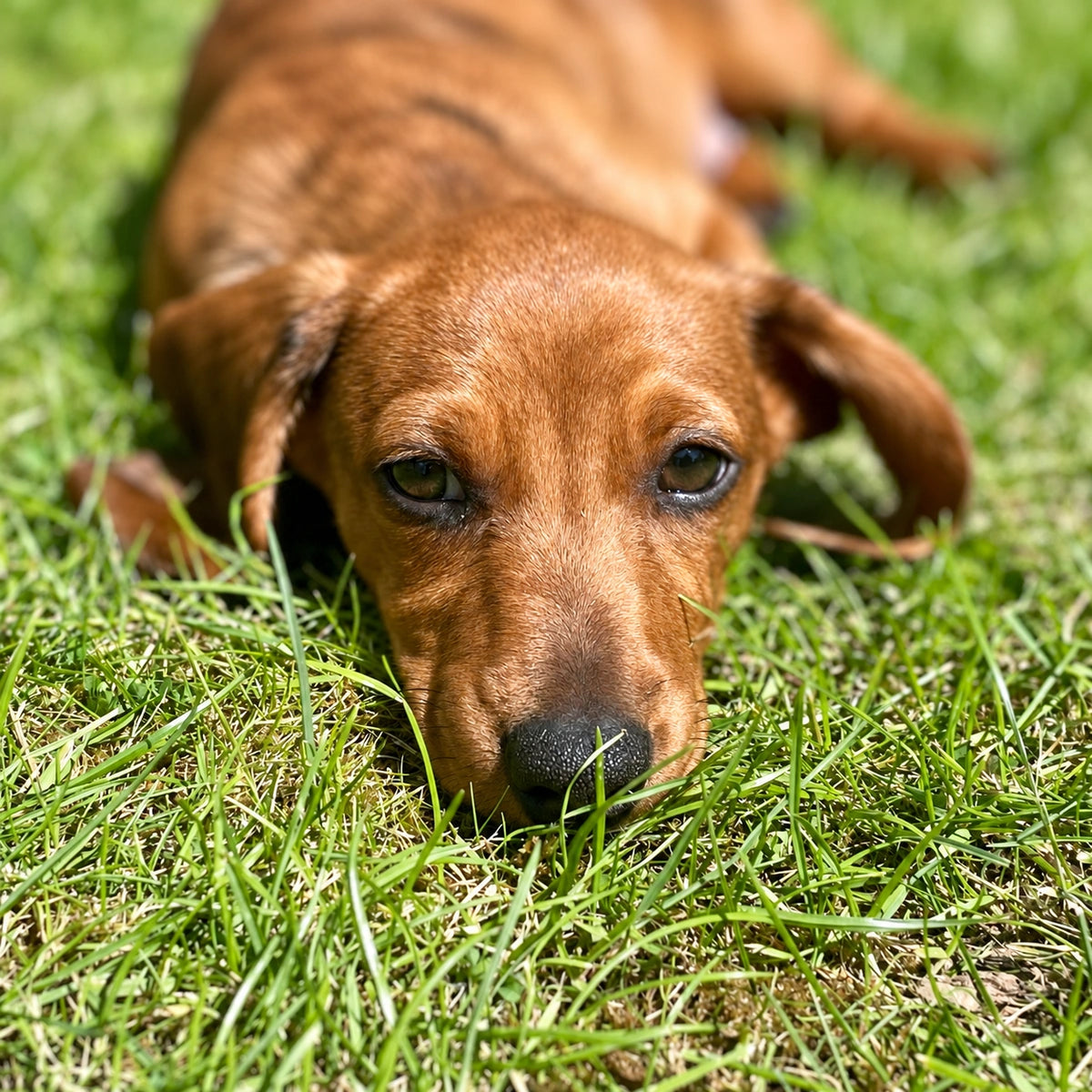 AI recreation of puppy facing the camera in grass