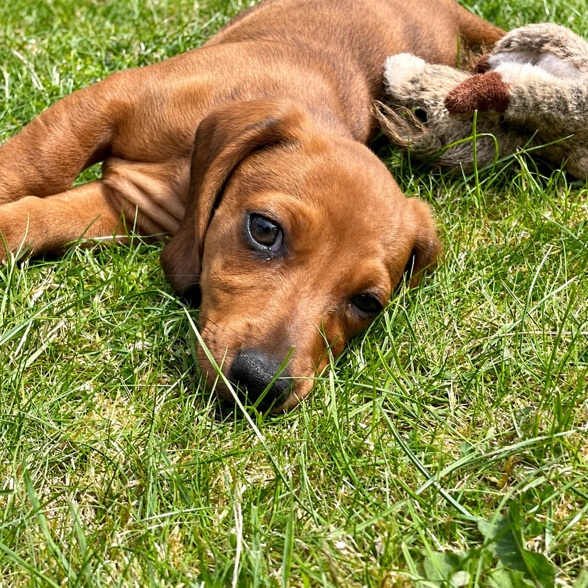 AI recreation of puppy with head tilted on the lawn