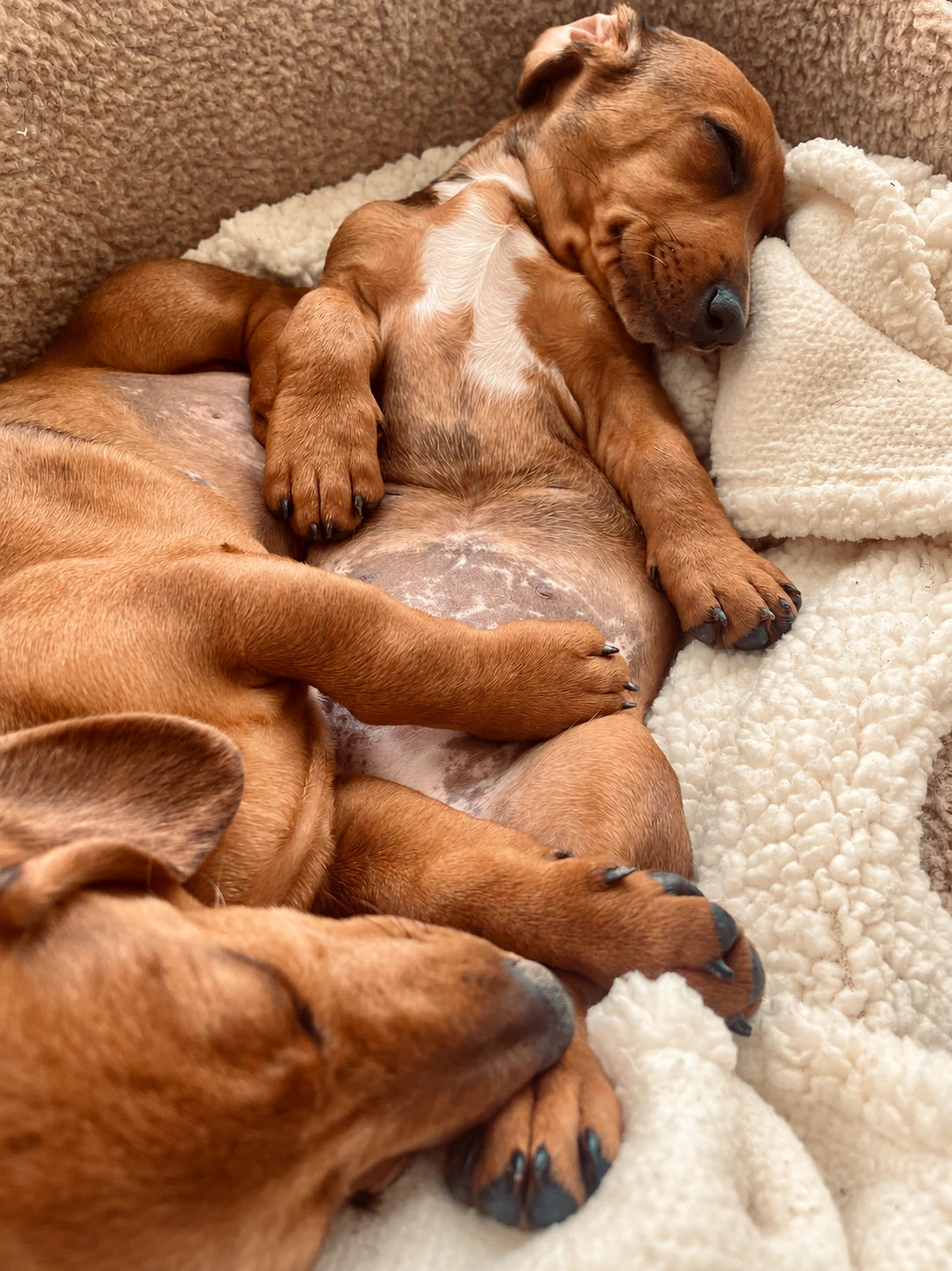 AI recreation of puppy sleeping in a fleece-lined bed