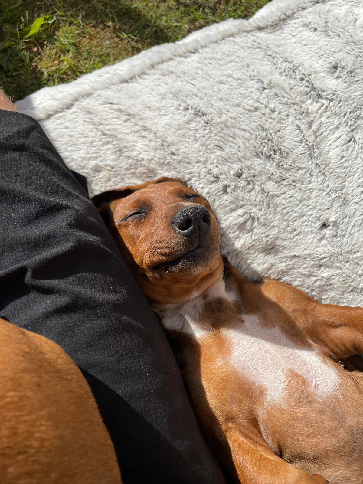 Puppy asleep on a blanket beside black shorts in the supplied original photograph
