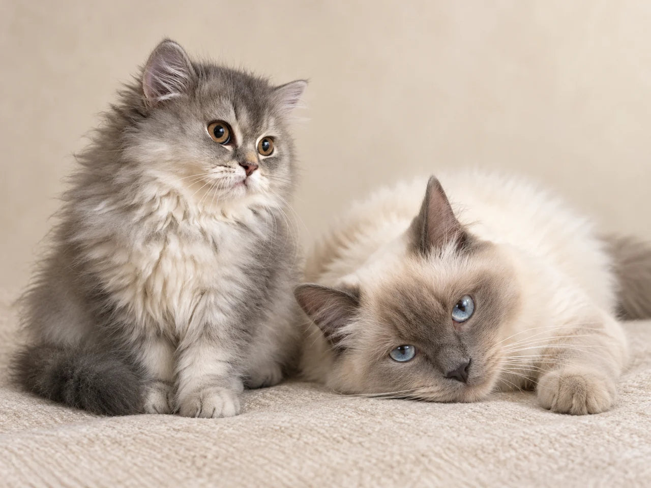 AI-created shared portrait: grey kitten seated left and cream cat reclining right
