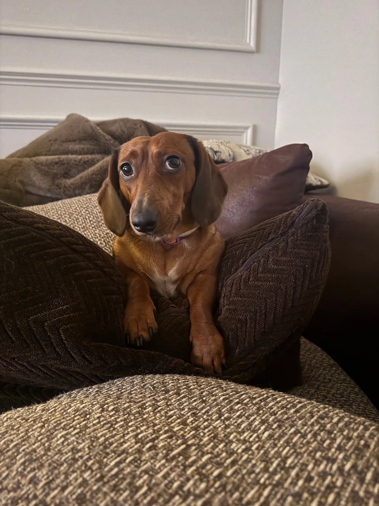 Original photograph of a reddish-brown dachshund sitting among sofa cushions