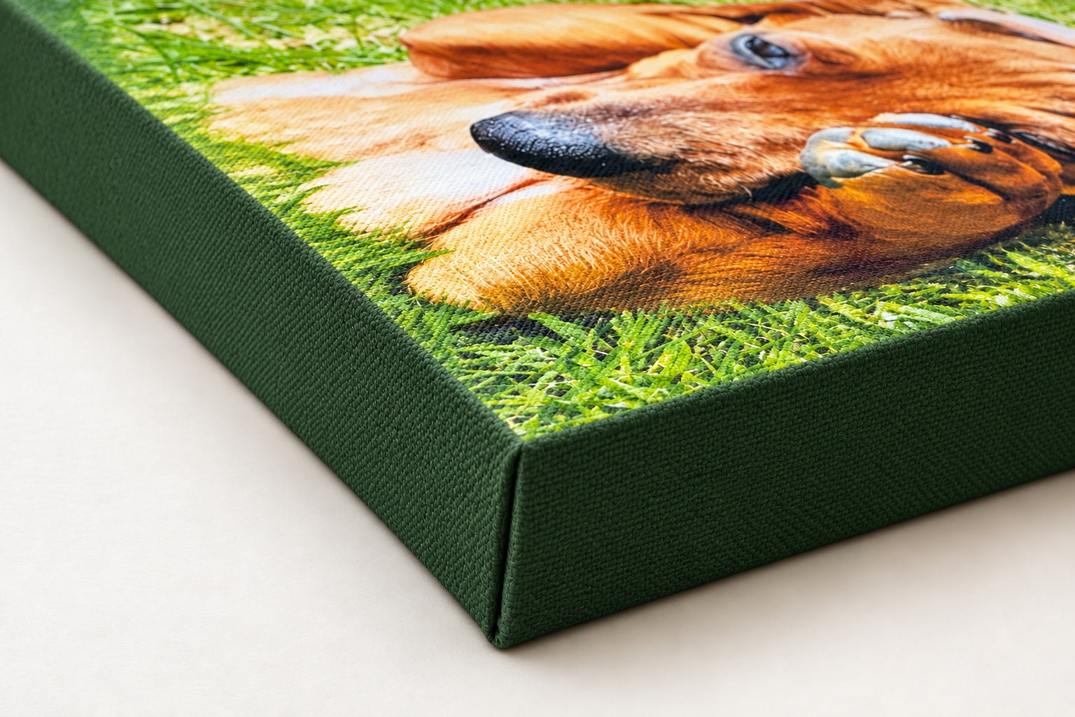 Forest-green plain side treatment on a Chunky canvas corner with a dachshund photograph.