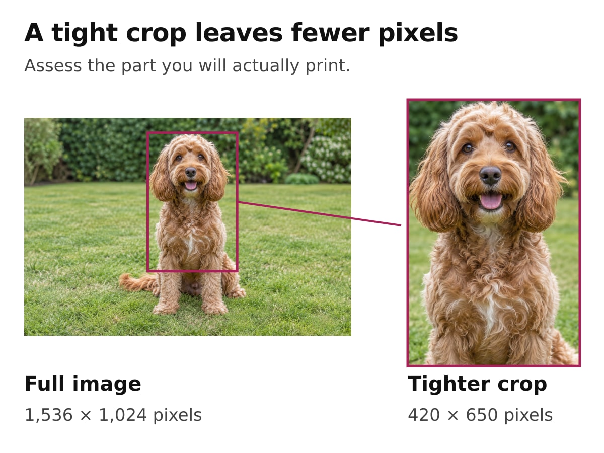A 1536 by 1024 pixel dog photograph beside a measured 420 by 650 pixel crop, showing how a tight crop reduces the available image area.