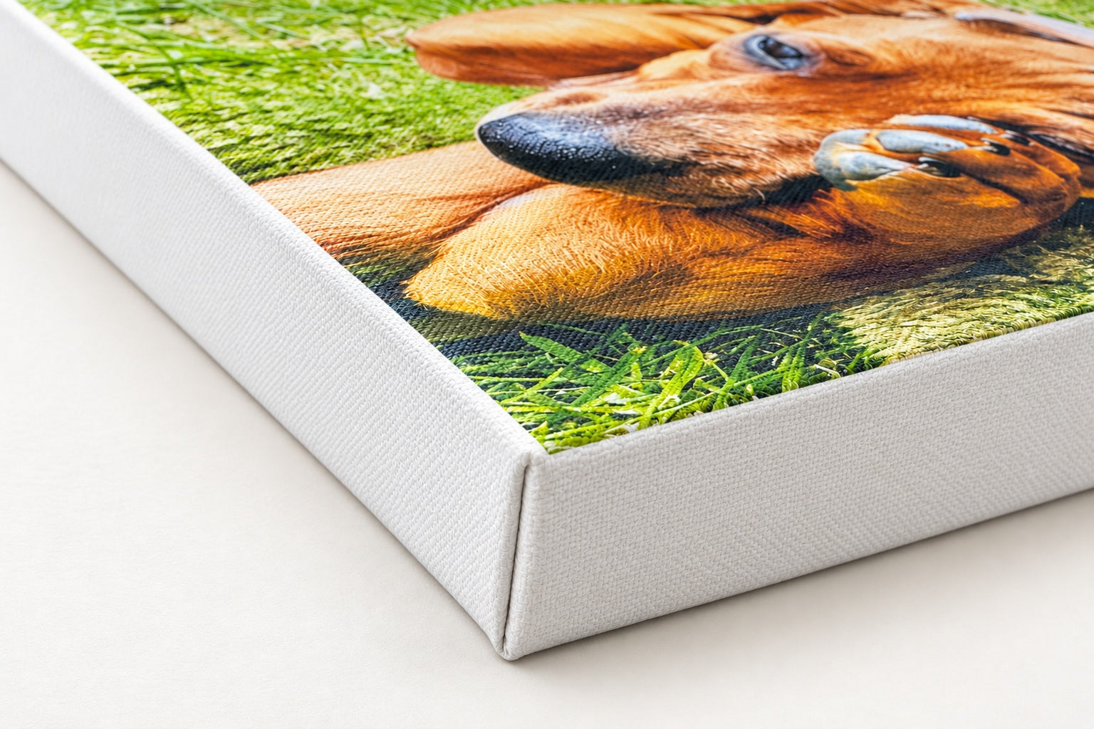 White side treatment on a Chunky canvas corner with a dachshund photograph.