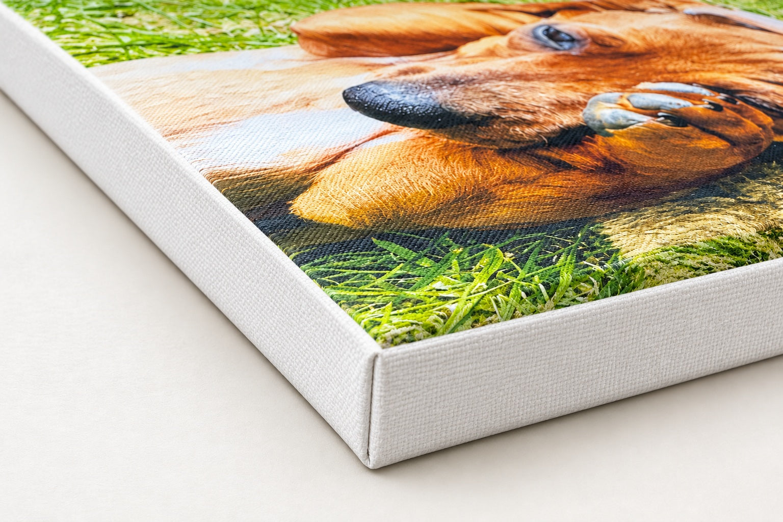 White side treatment on a Slim canvas corner with a dachshund photograph.