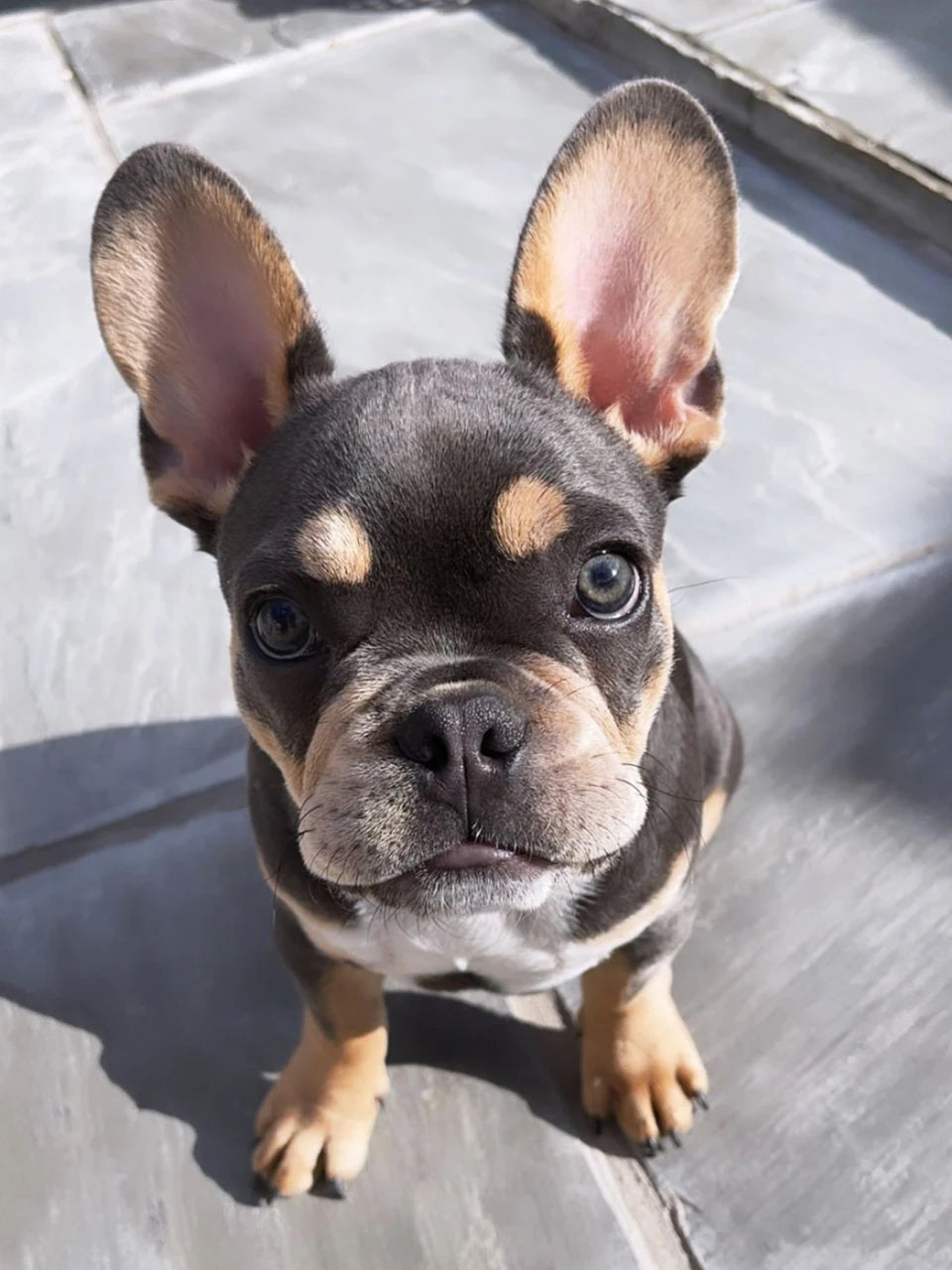 Prepared portrait of our family dog: small distractions tidied and composition balanced, with both ears and front paws visible. Canvas front only.