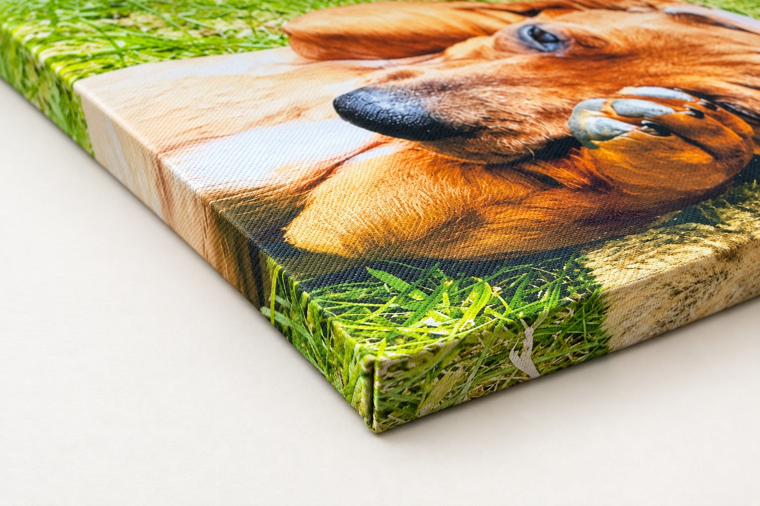Gallery side treatment on a Slim canvas corner with a dachshund photograph.