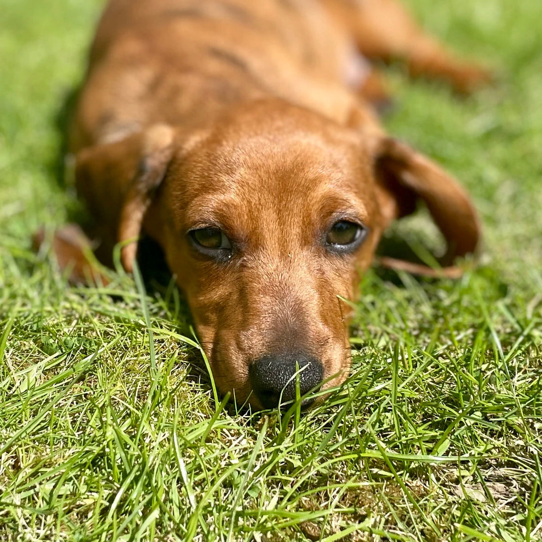 Original puppy photograph resting in grass, used to introduce photo enlargement advice