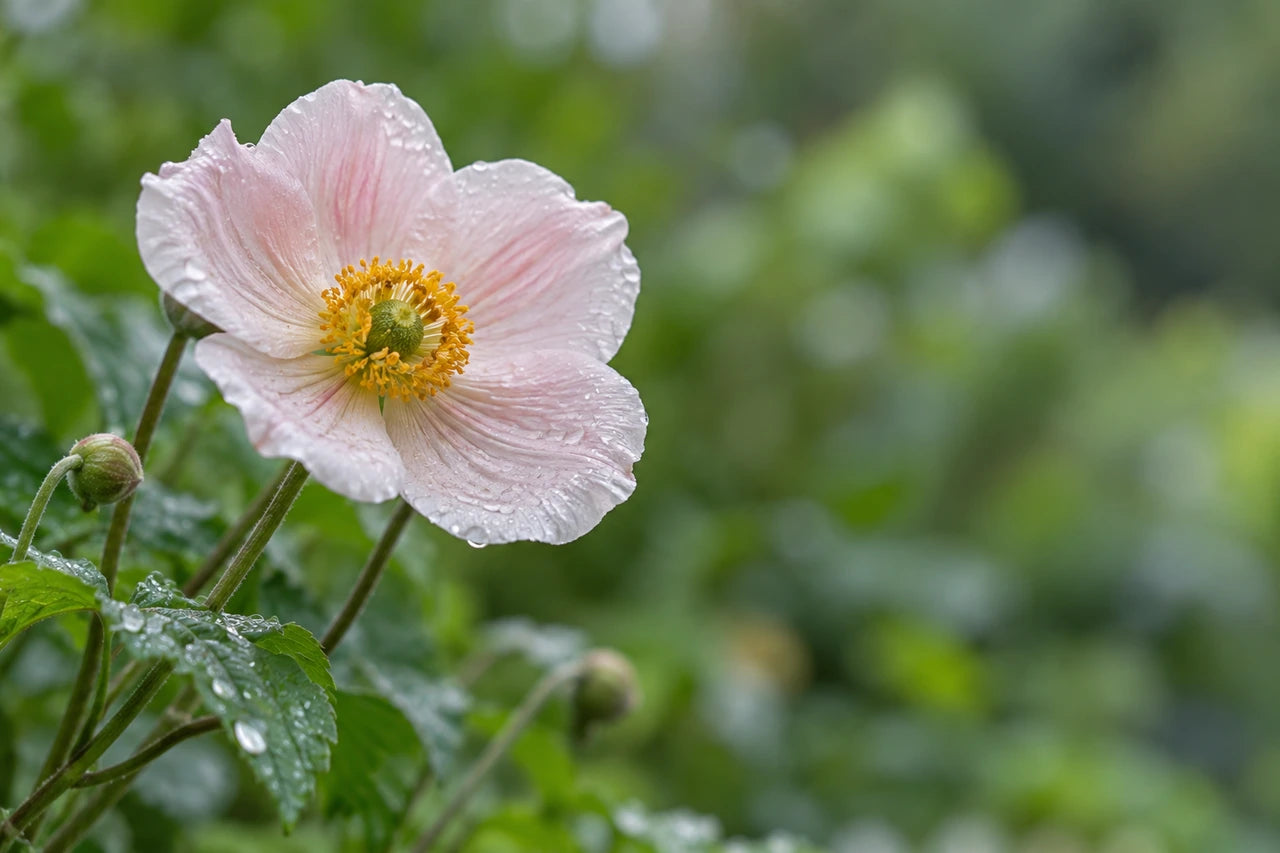 A fictional pale pink flower and rain-speckled green leaf on the left, with soft garden space to the right.