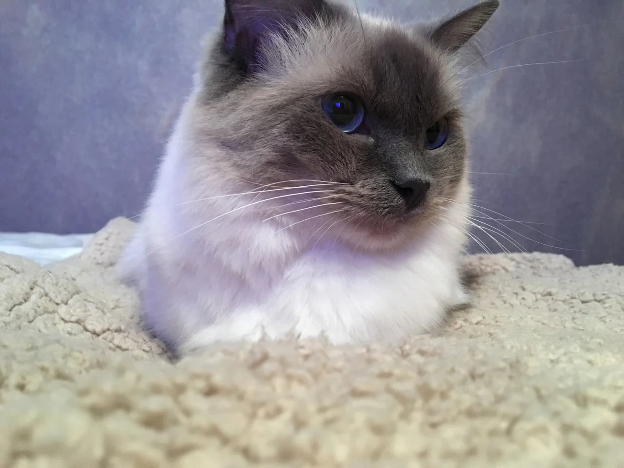 Original photograph: cream cat on a blanket in front of a grey sofa