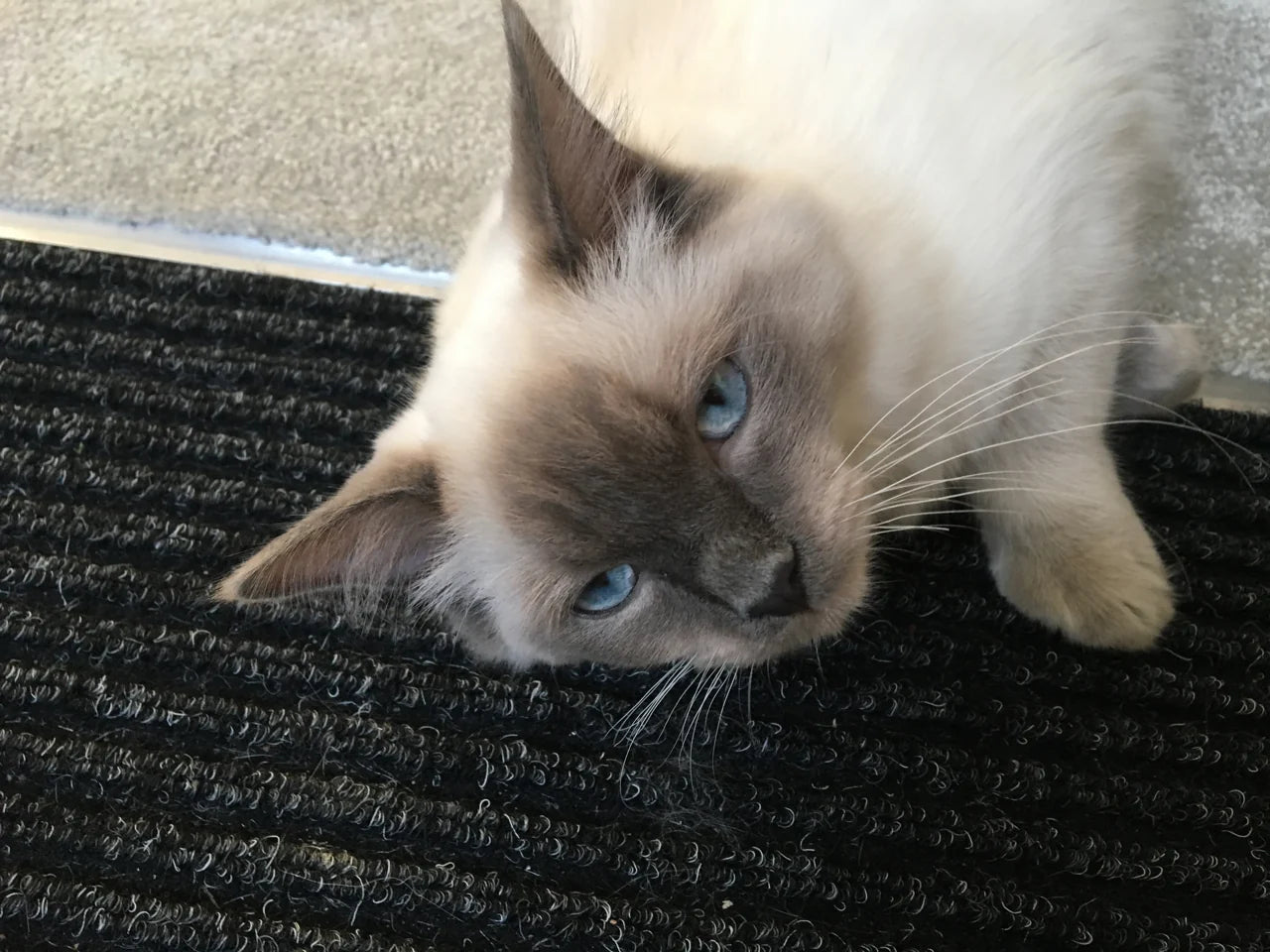 Original photograph: cream cat reclining on a dark mat