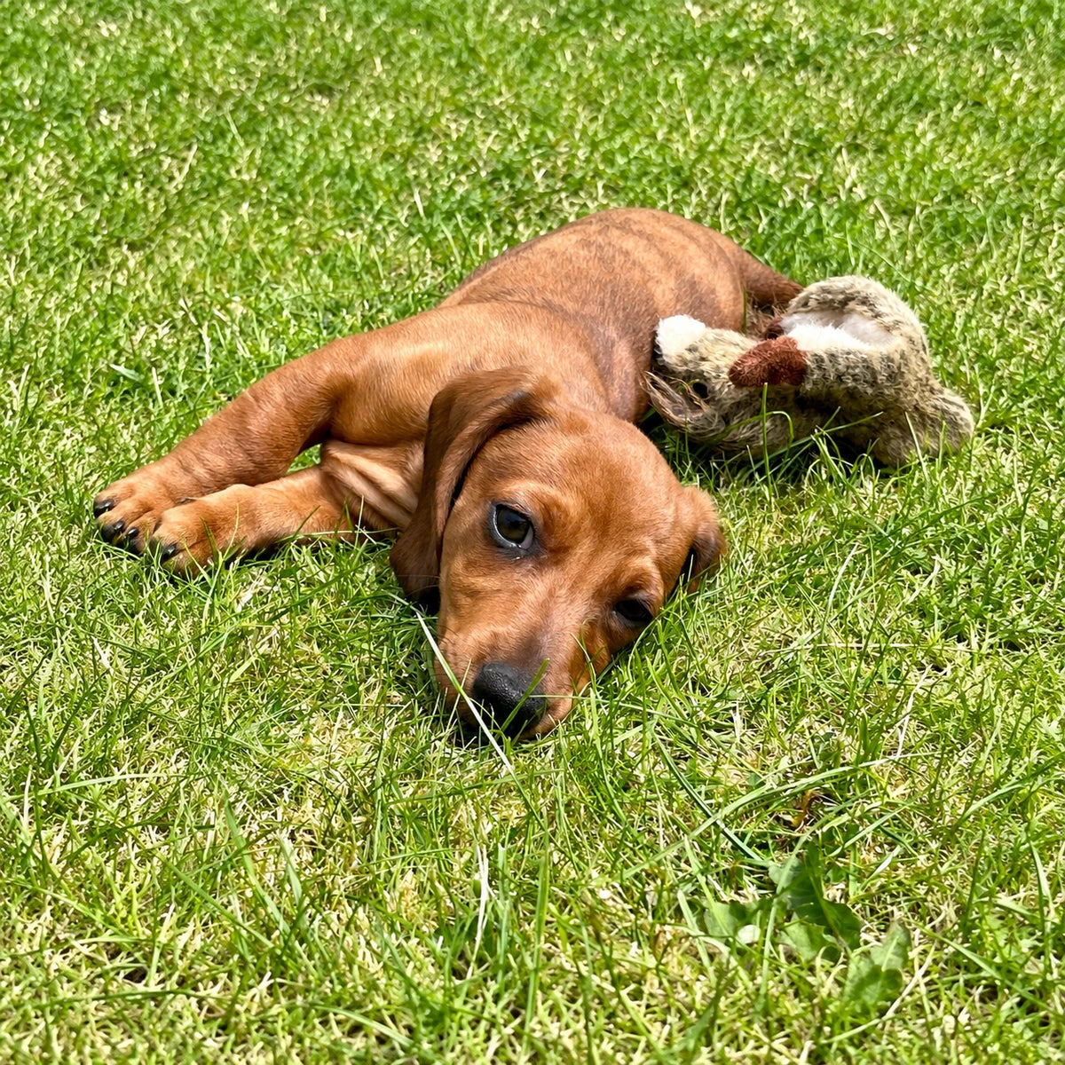 AI returned example requested to add background around all four edges of the original puppy photograph.