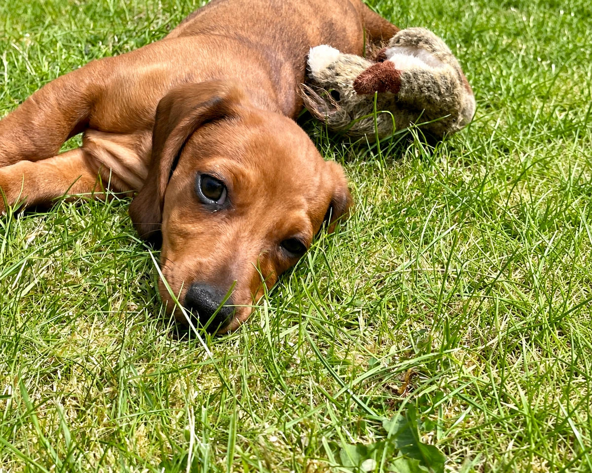 AI returned example requested to extend the right side of the original puppy photograph.
