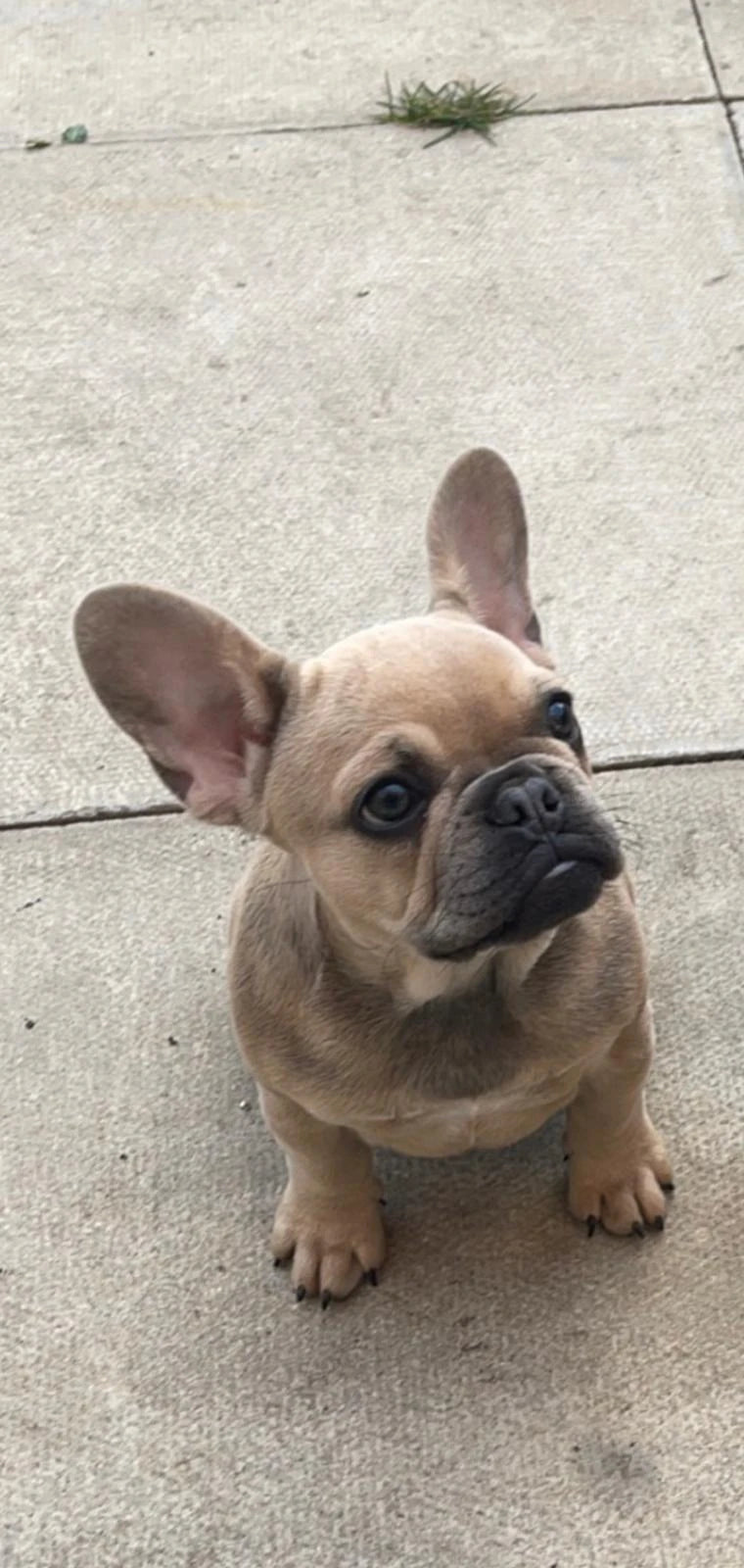 Original seated pale fawn puppy on patio paving