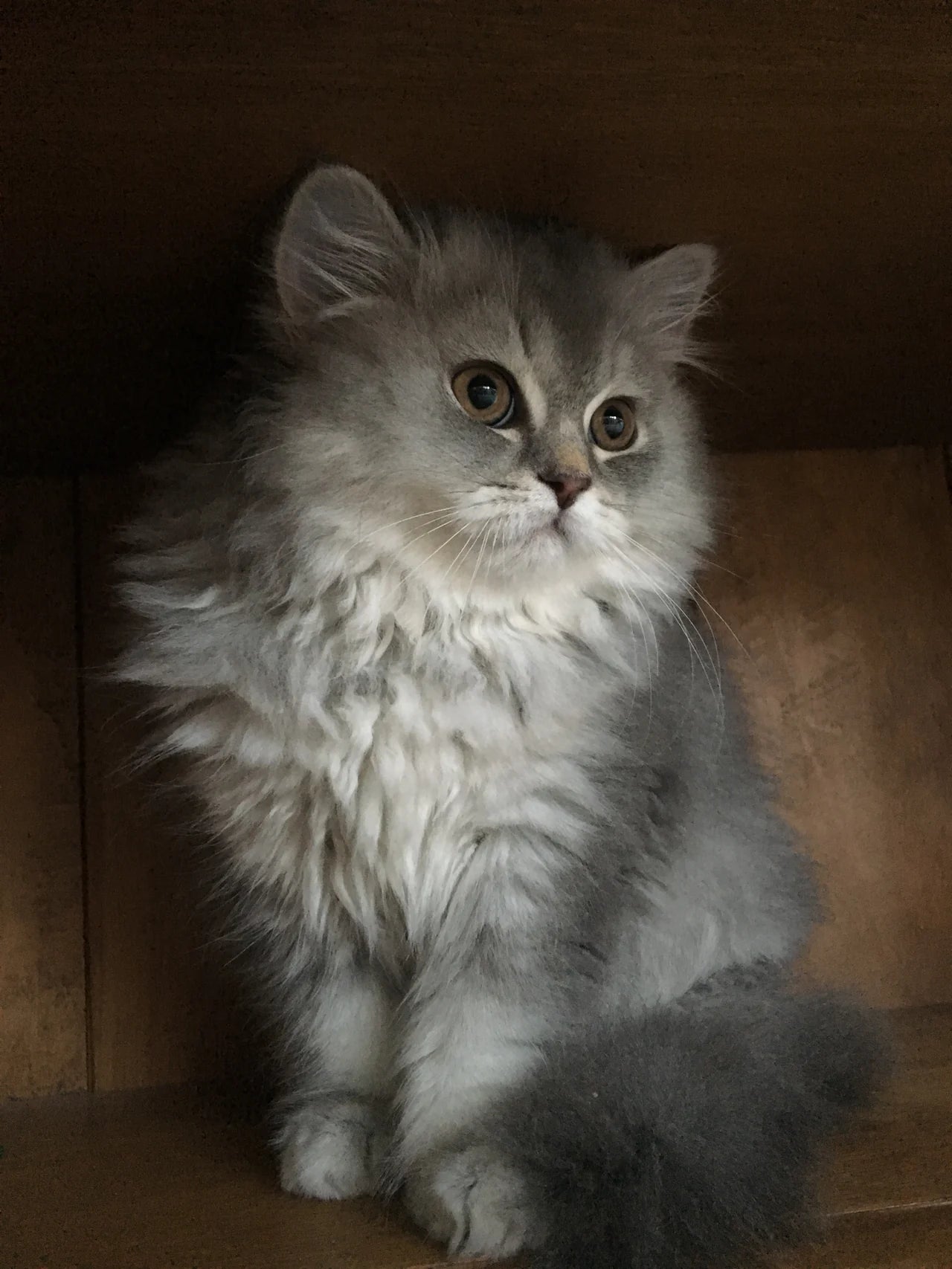 Original photograph: seated grey long-haired kitten against wooden furniture