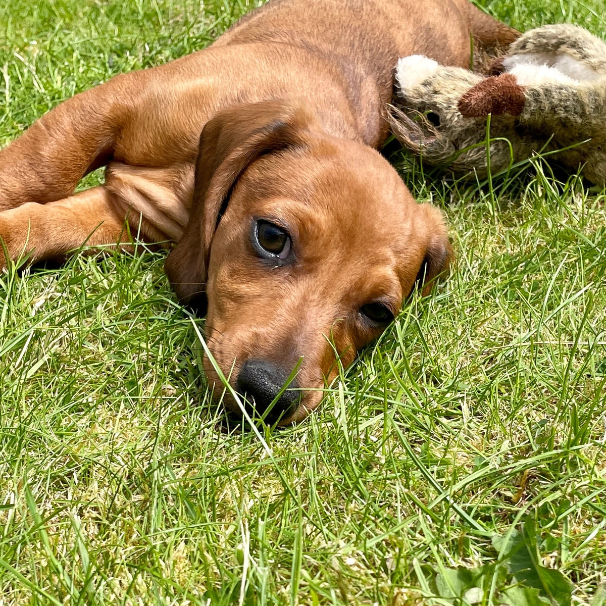 Puppy with head tilted on the lawn in the supplied original photograph
