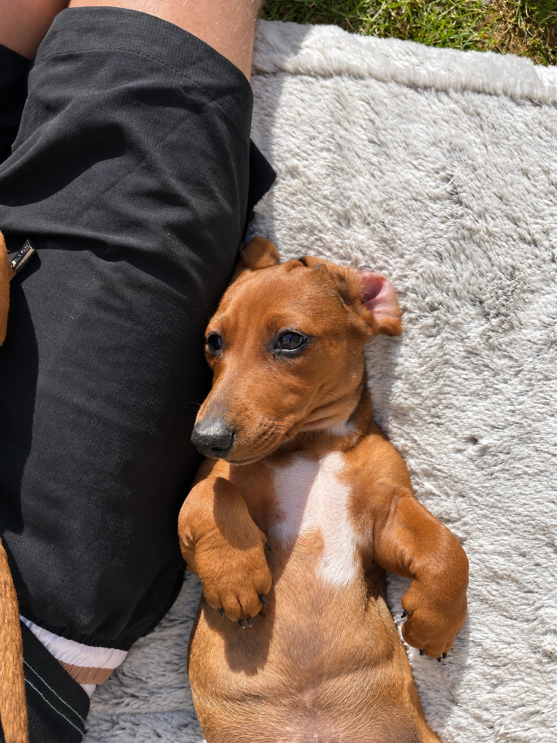 AI recreation of puppy reclining on a blanket with eyes open