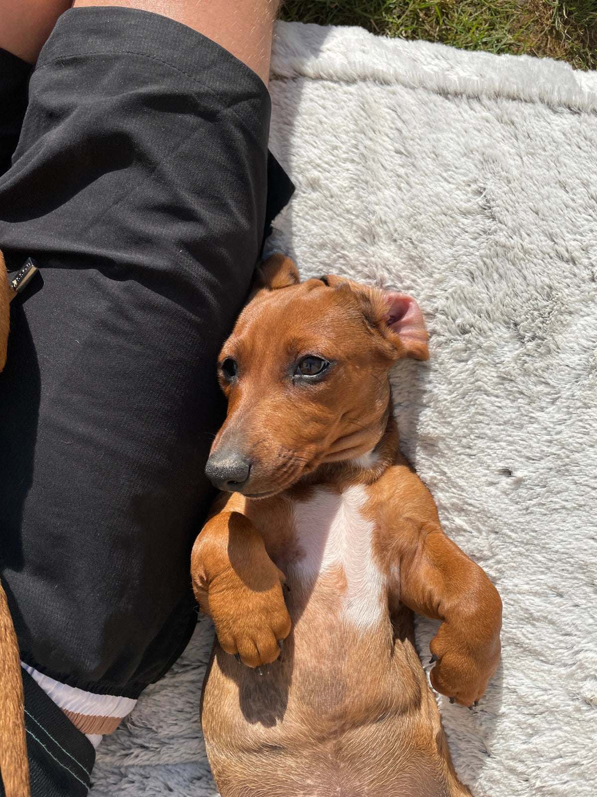 Puppy reclining on a blanket with eyes open in the supplied original photograph