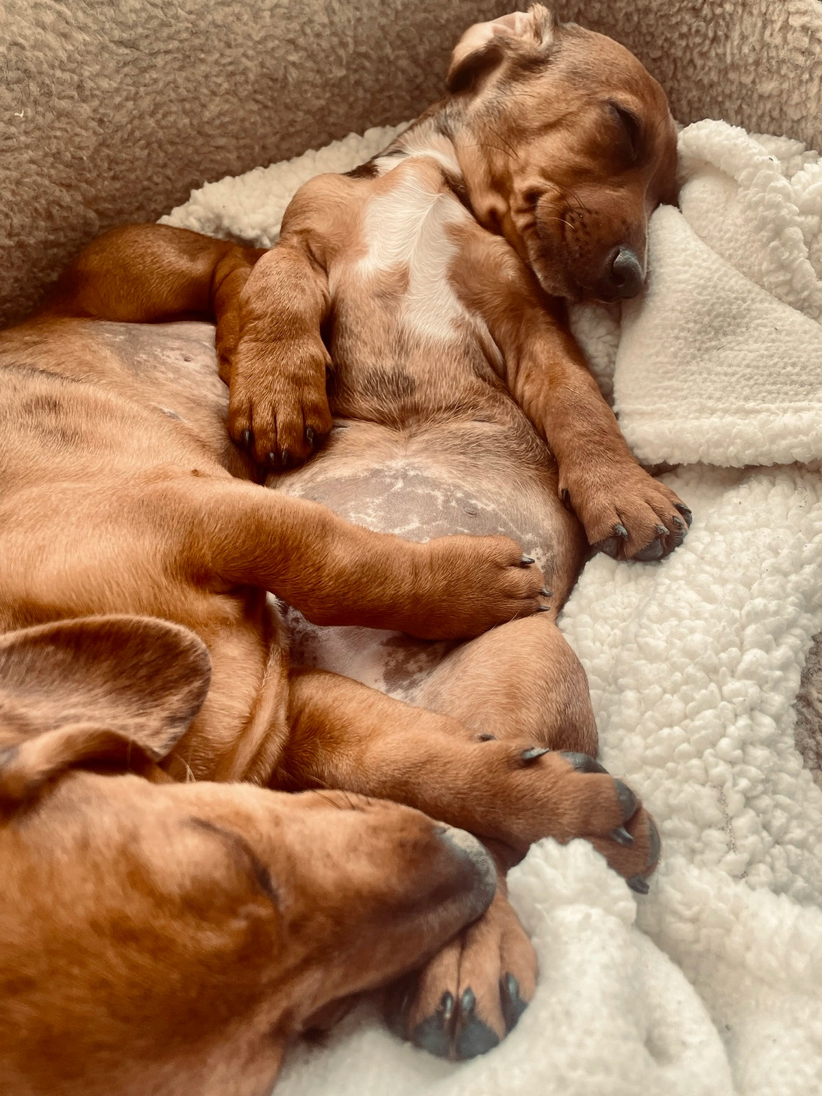 Puppy sleeping in a fleece-lined bed in the supplied original photograph