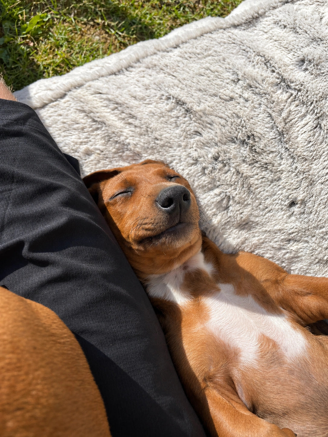 AI recreation of puppy asleep on a blanket beside black shorts