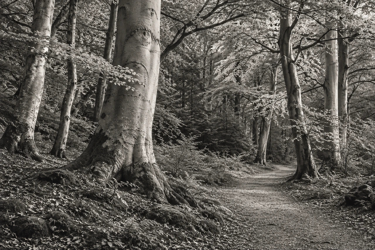 A fictional monochrome woodland photograph-style artwork with pale beech trunks and a winding footpath.