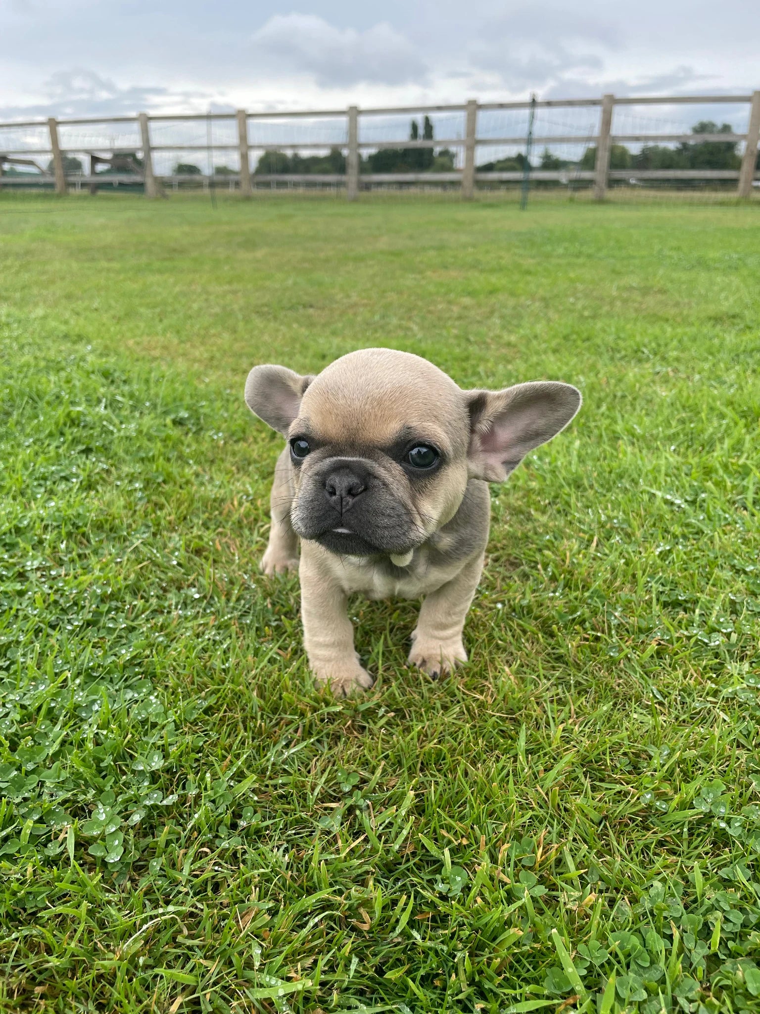 Original young pale puppy standing on garden grass