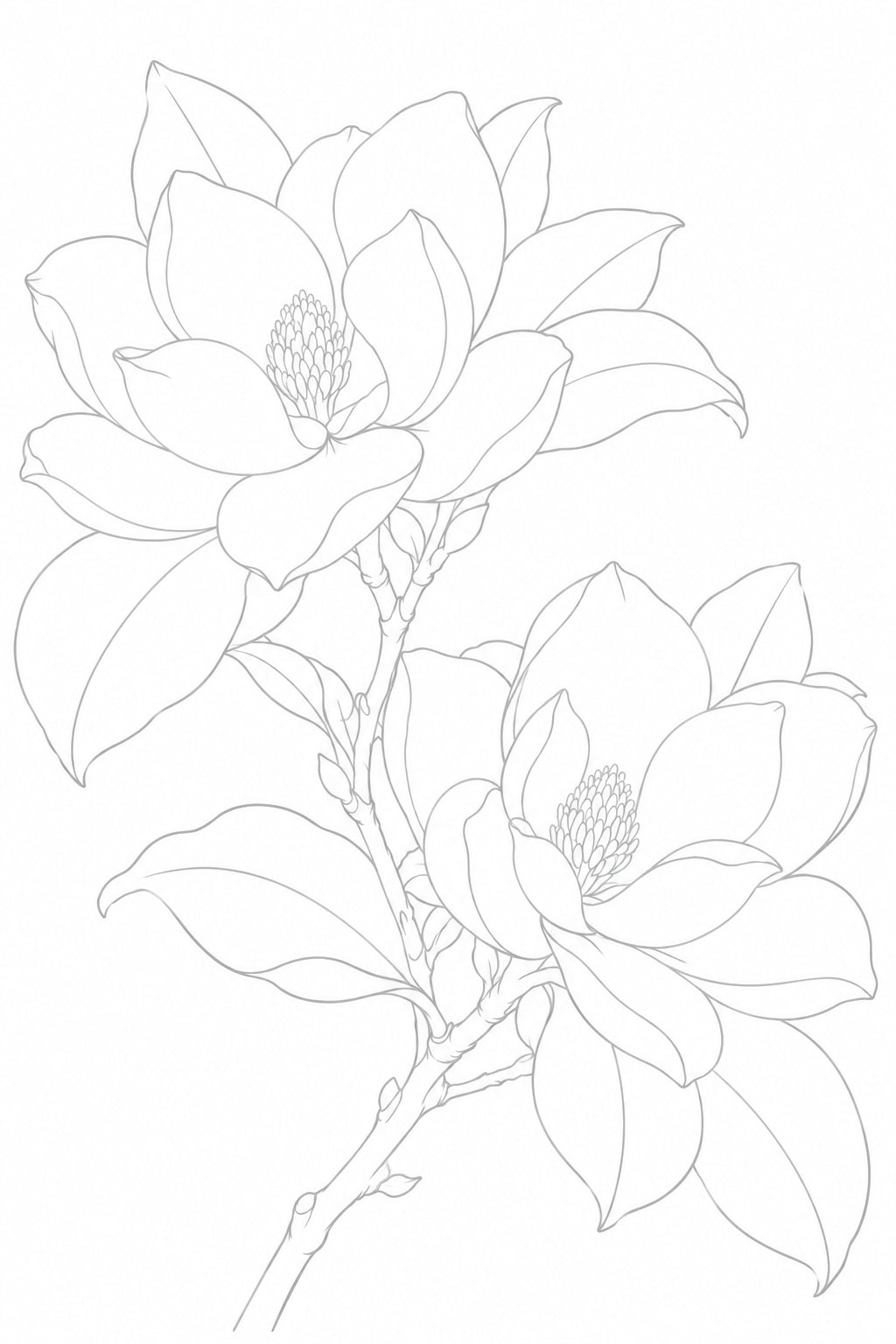 A light grey outline of two magnolia flowers, a branching stem and broad leaves on white.