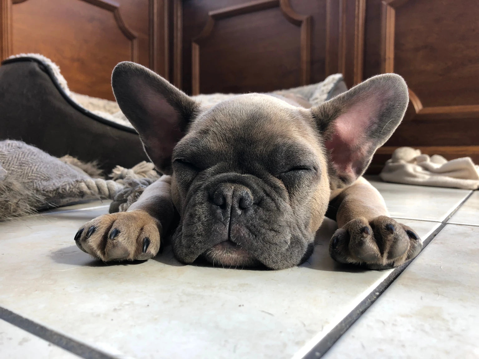 Original sleeping fawn dog with closed eyes and paws on tiles