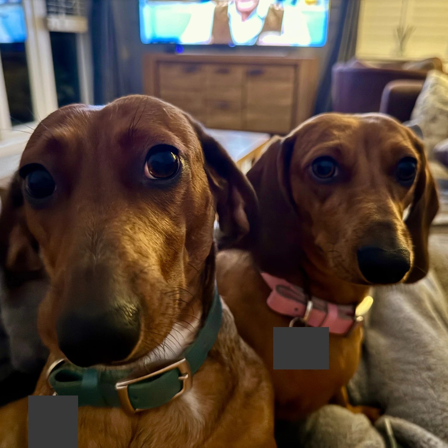 Original two dachshunds beside the television, both identification tags redacted