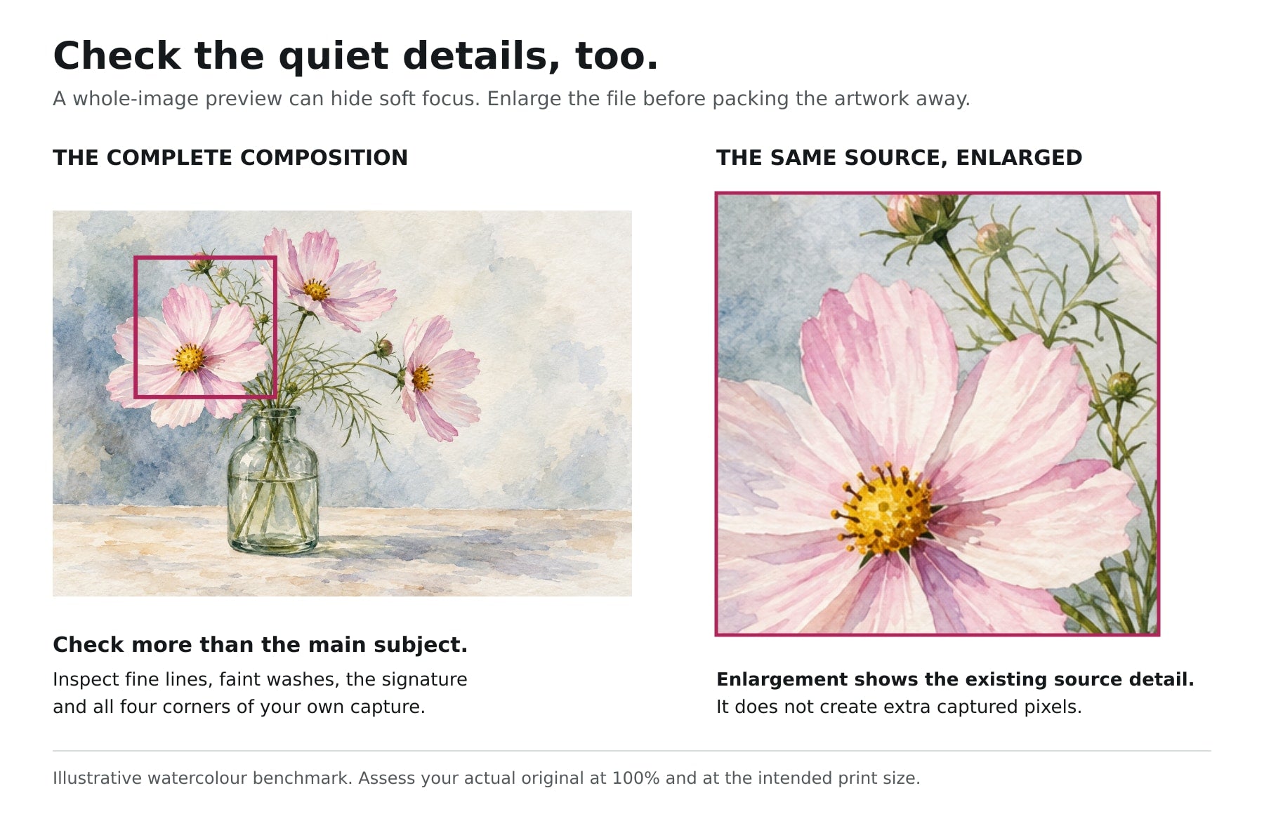 A marked area of the cosmos painting beside an enlargement of the same petals, thin stems and paper texture.