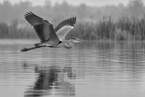 Monochrome heron flying low over still water, with its wings extended and a soft reflection.