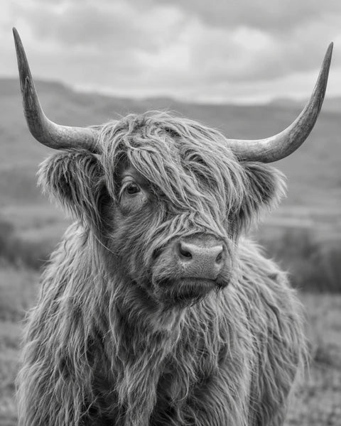 Black-and-white Highland cow portrait with textured fur and full sweeping horns.