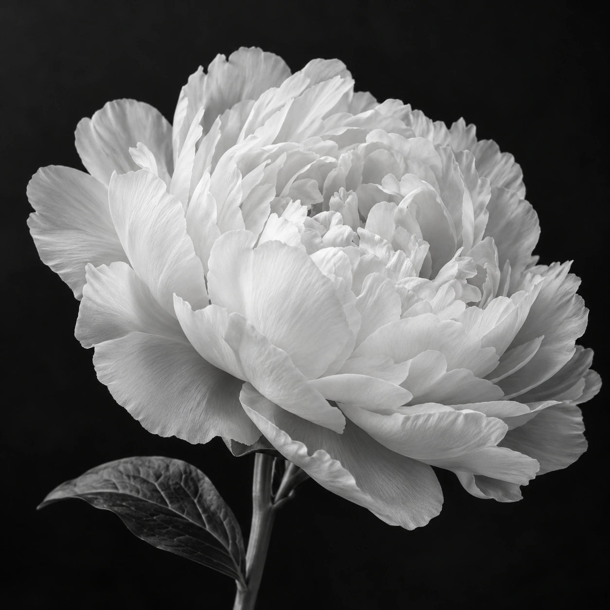 Black-and-white close-up of a pale peony with softly lit layers of petals on a dark background.