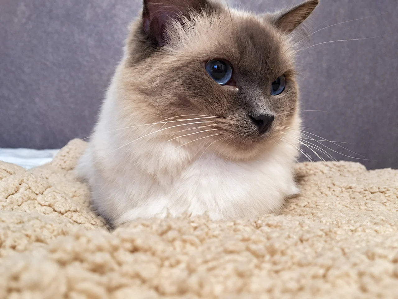 AI-created edited result: cream cat on the same blanket with warmer colour and lighter detail