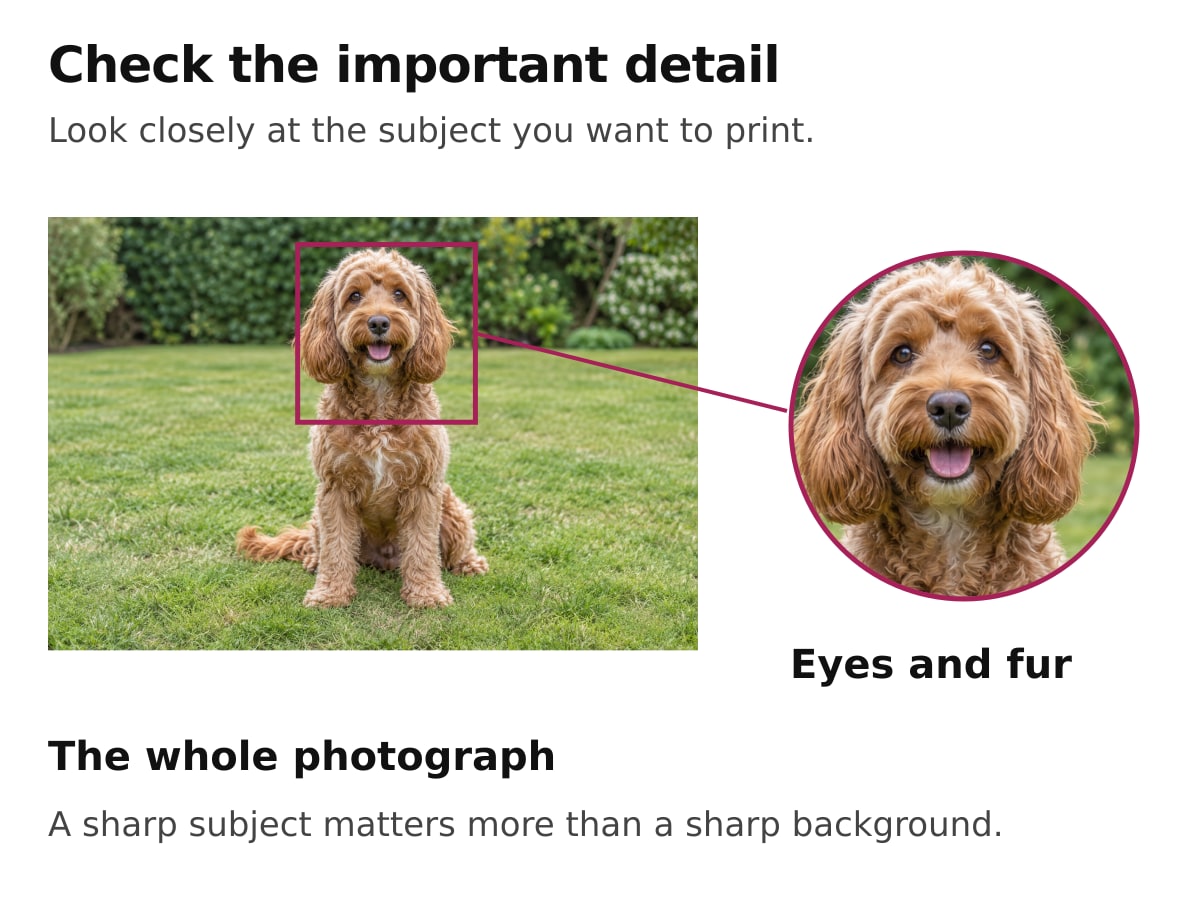 Illustration highlighting a dog’s face in a photograph and enlarging the same area to check eyes and fur detail.